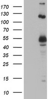 UBOX5 Antibody