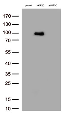 MCAK (KIF2C) antibody