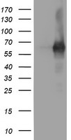 PDE1B antibody