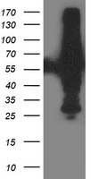 XPNPEP3 antibody