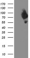 DPP3 antibody