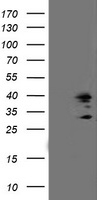 TRAP alpha (SSR1) antibody