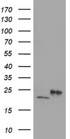 DHFRL1 (DHFR2) antibody