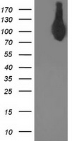 ASCC2 antibody