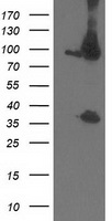 PSMD2 antibody