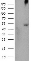 CARKL (SHPK) antibody