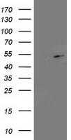 EBP1 (PA2G4) antibody
