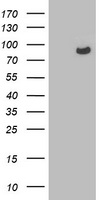 OSBP1 (OSBP) antibody