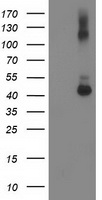 GDAP1L1 antibody