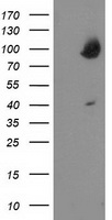 OSBP1 (OSBP) antibody