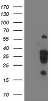 LENG1 antibody