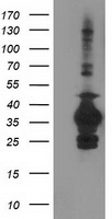 SULT1C2 antibody