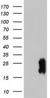 SM22 alpha (TAGLN) antibody
