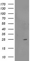 RGS5 Antibody