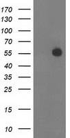 MDS028 (ITFG2) antibody