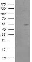 AP2M1 antibody