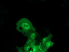 BAIAP2 Antibody