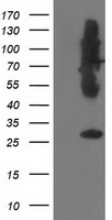 SNAP25 antibody