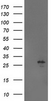 AK3L1 (AK4) antibody