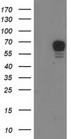 S6K1 (RPS6KB1) antibody