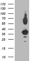 PLEKHA3 Antibody
