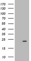 MRAS Antibody