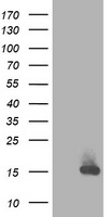 RBP1 antibody