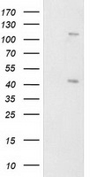 PRKAR1B antibody