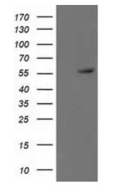 p53 Antibody