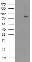 IKB zeta (NFKBIZ) antibody