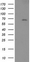 LNK Antibody