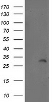 ITM2B antibody