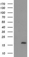 ECRG4 antibody