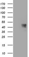 MAB21L3 Antibody