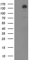 TBC1D4 antibody
