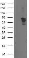 Beclin 1 (BECN1) antibody
