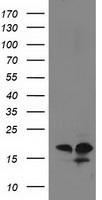 Destrin (DSTN) antibody