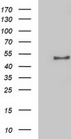 NECAB1 antibody