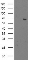 OGFOD1 Antibody