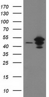 ARFGAP1 antibody