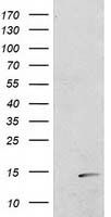 POLR2J2 antibody