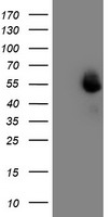 MEF2C Antibody