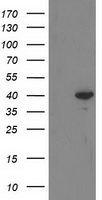 RTN4IP1 antibody