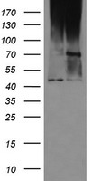 MAB21L3 Antibody