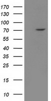 Beta TRCP (BTRC) antibody