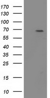 Beta TRCP (BTRC) antibody