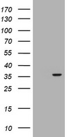 NORE1 (RASSF5) antibody
