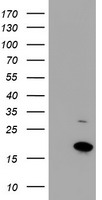 CHCHD5 antibody