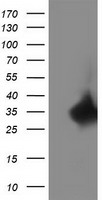 RTF2 antibody