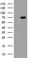 Butyrylcholinesterase (BCHE) antibody